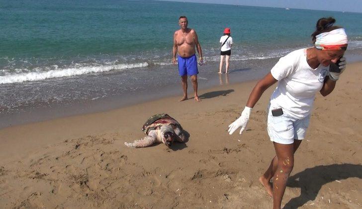 Antalya'da 2 deniz kaplumbağası kıyıya vurdu G2