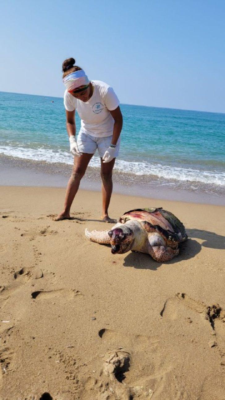 Antalya'da 2 deniz kaplumbağası kıyıya vurdu G3