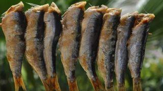 Masterchef Sardalya balığı, Sardalya balığı en lezzetli nasıl pişirilir?