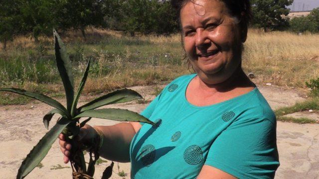 UNESCO tarafından dünya mirası listesine alınmıştı! 30 sene sonra Balıkesir'de çiçek açtı