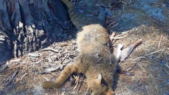 Aydın'da nesli koruma altındaki Saz Kedisi boynundan vurularak öldürüldü!