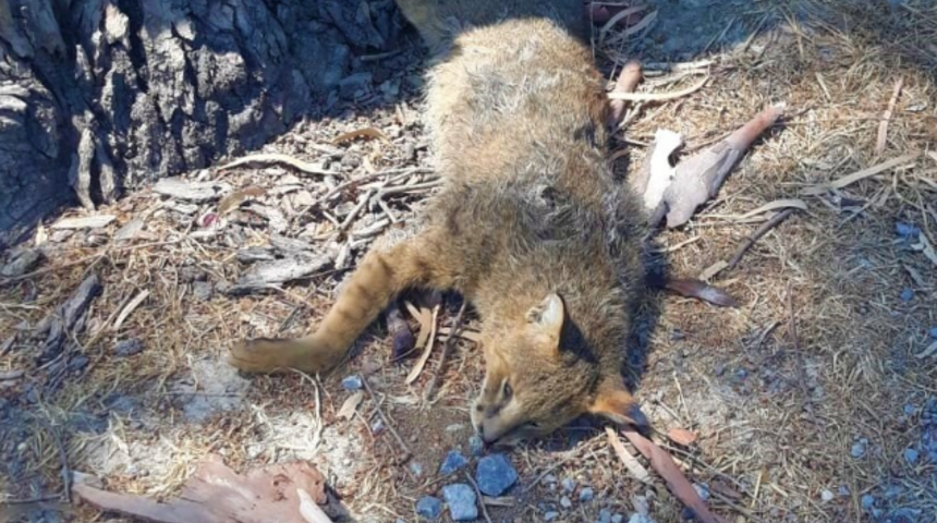 Aydın'da nesli koruma altındaki Saz Kedisi boynundan vurularak öldürüldü!