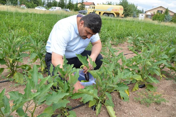 Kahramankazan'da belediye çalışanları, ihtiyaç sahipleri için sebze üretiyor G2