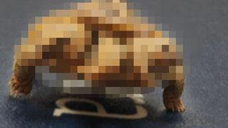 İki başlı ve altı bacaklı kaplumbağayı gören anlam veremedi! “Şu anda hayatta olan her insandan daha uzun yaşayacak”