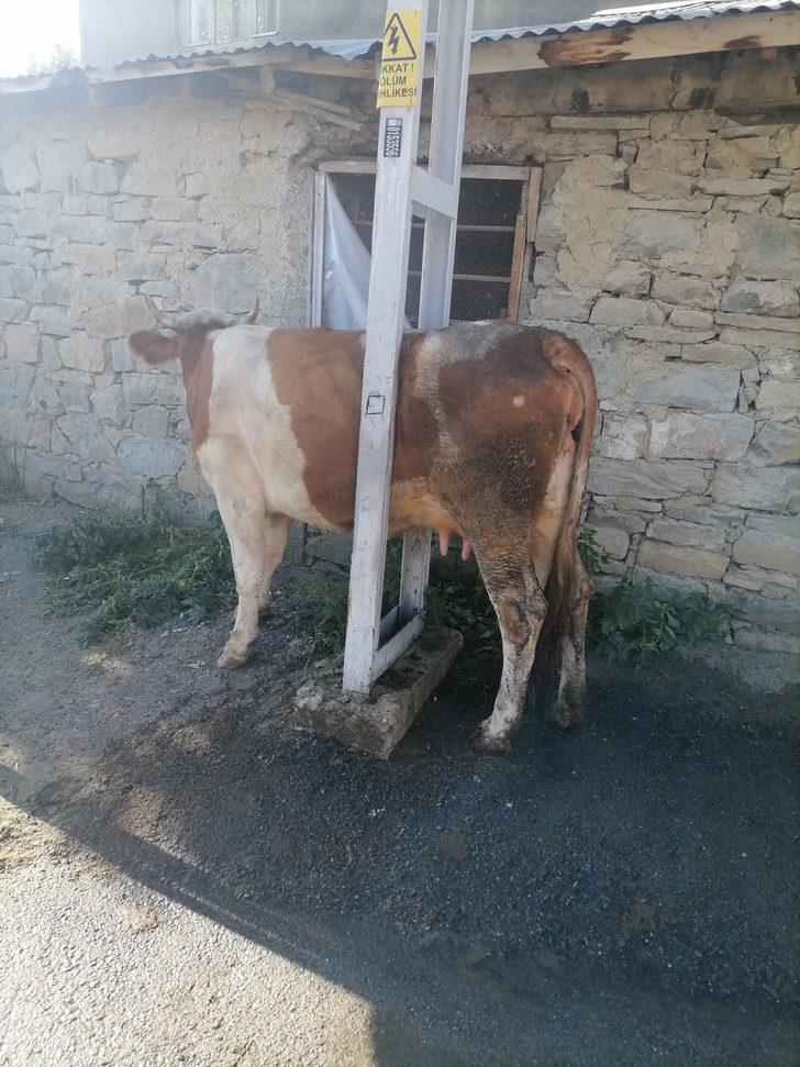 Bayburt'ta elektrik direğinin demirleri arasına sıkışan inek kurtarıldı G2
