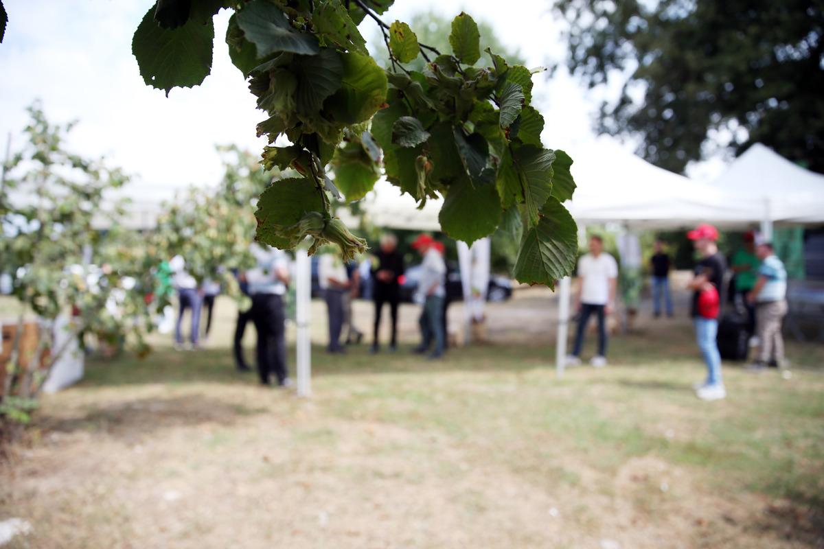 Sakarya'da fındık hasat şenliği yapıldı