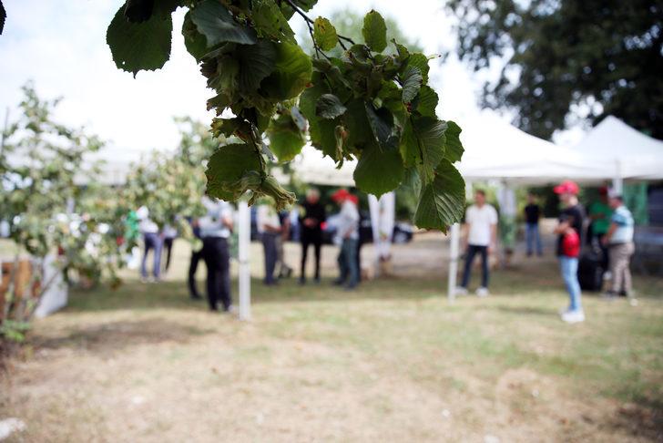 Sakarya'da fındık hasat şenliği yapıldı G1