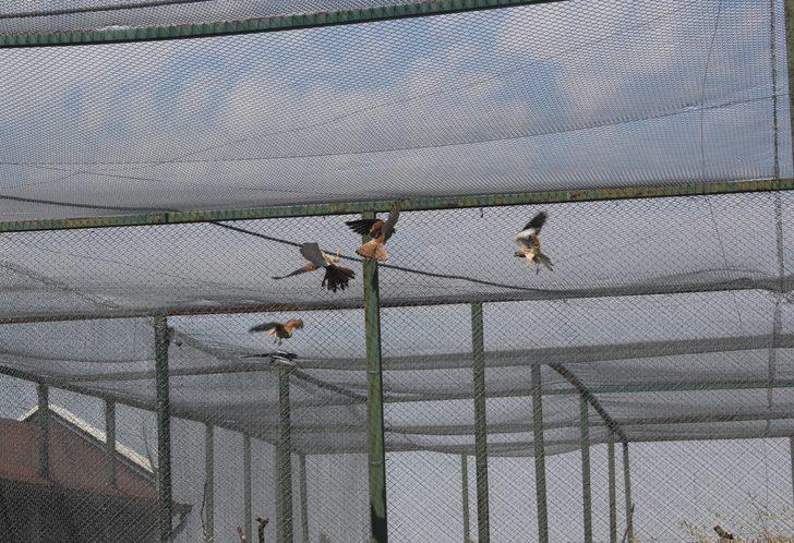 Afyonkarahisar'da bakımları tamamlanan 14 kuş doğaya salındı G4