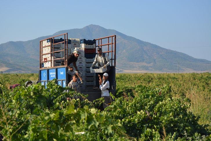 İslahiye'de 50 bin dekar alanda üzüm hasadı başladı G1