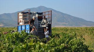 İslahiye'de 50 bin dekar alanda üzüm hasadı başladı