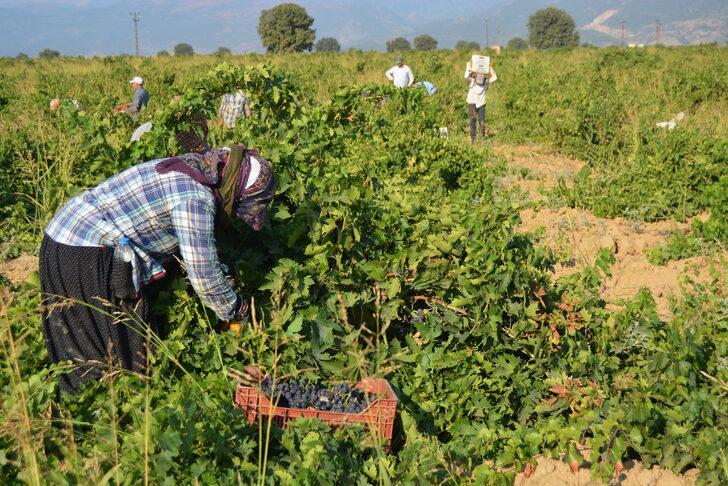 İslahiye'de 50 bin dekar alanda üzüm hasadı başladı G2