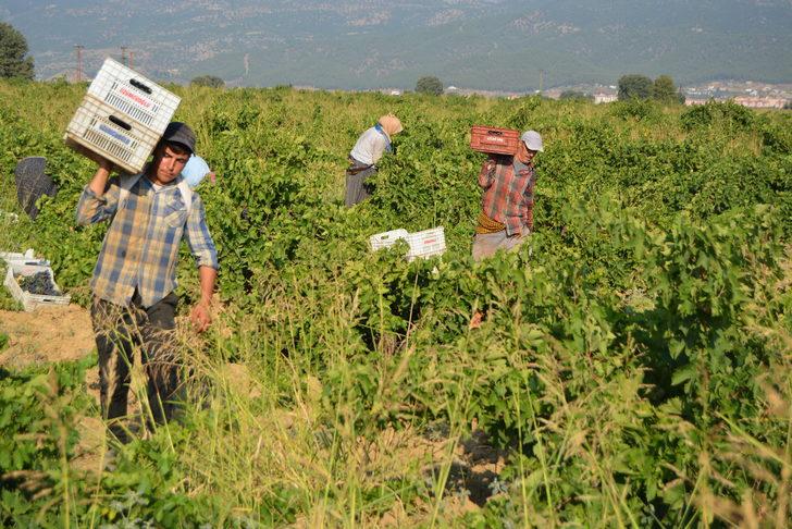 İslahiye'de 50 bin dekar alanda üzüm hasadı başladı G3