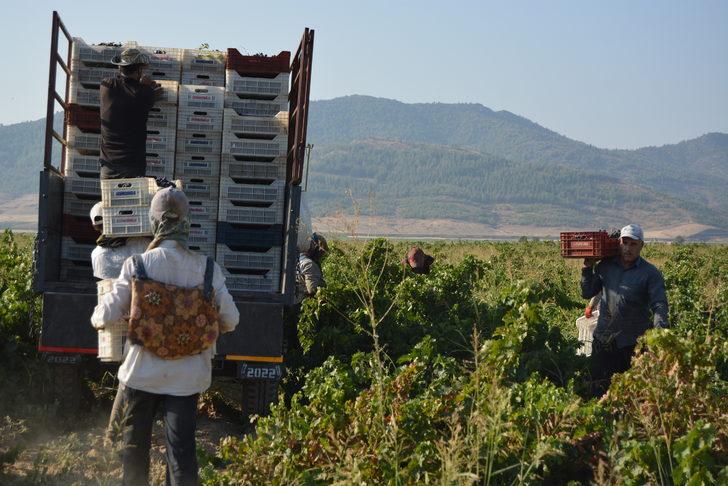 İslahiye'de 50 bin dekar alanda üzüm hasadı başladı G4