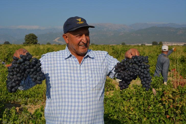 İslahiye'de 50 bin dekar alanda üzüm hasadı başladı G5