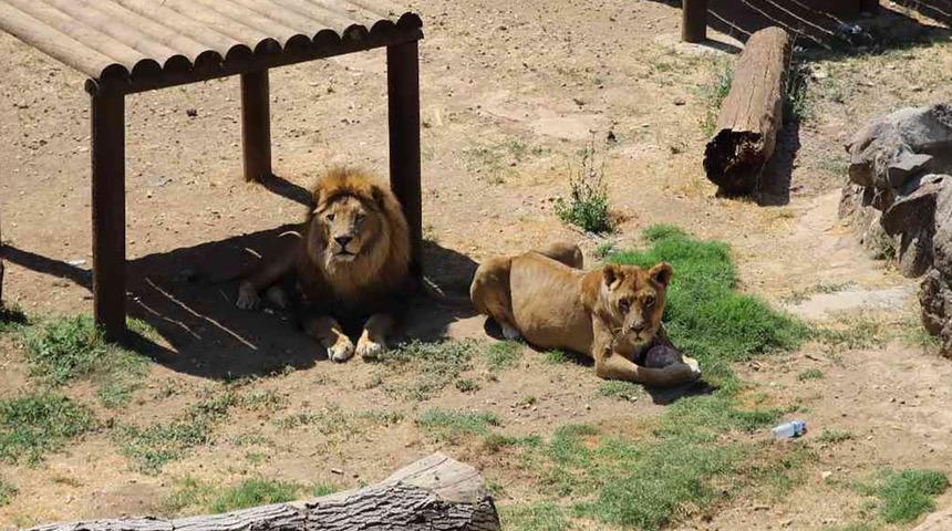 Cumhurbaşkanı Erdoğan'ın aslanlarına Dünya Aslan Günü'nde buzlu kokteyl! "İnşallah yavru alacağız"