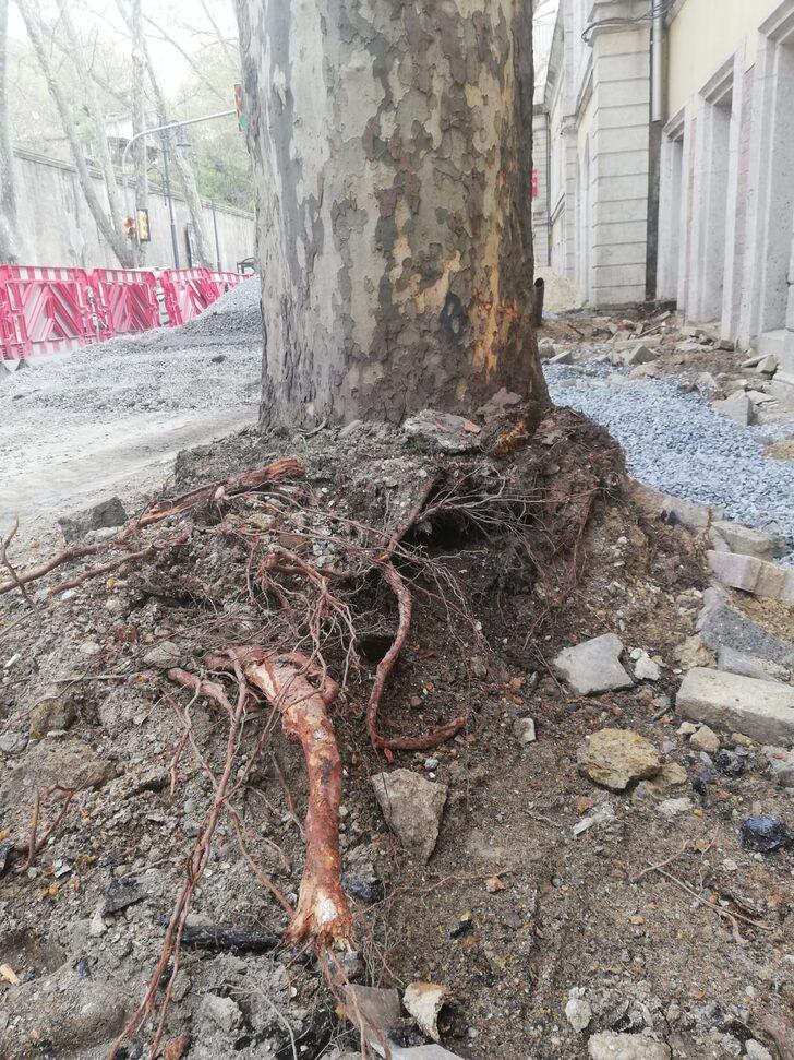 Orman Mühendisleri Odası, İBB'nin Çırağan'da kestiği ağaçlarla ilgili raporunu yayımladı G2