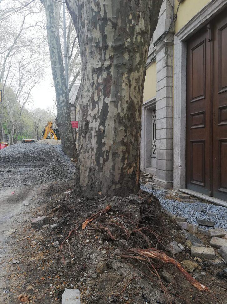 Orman Mühendisleri Odası, İBB'nin Çırağan'da kestiği ağaçlarla ilgili raporunu yayımladı G3