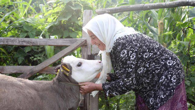 Üçüz buzağılar Çıtlak, Pamuk ve Boncuka küpeleri takıldı