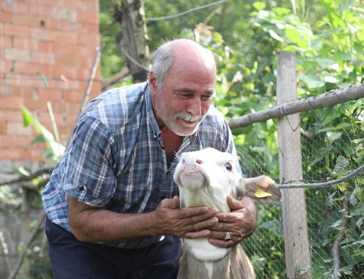Üçüz buzağılar "Çıtlak", "Pamuk" ve "Boncuk"a küpeleri takıldı G2