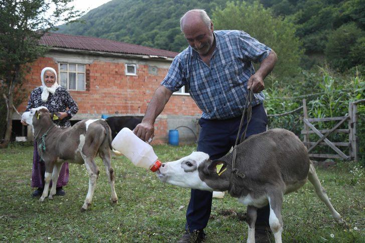 Üçüz buzağılar "Çıtlak", "Pamuk" ve "Boncuk"a küpeleri takıldı G3