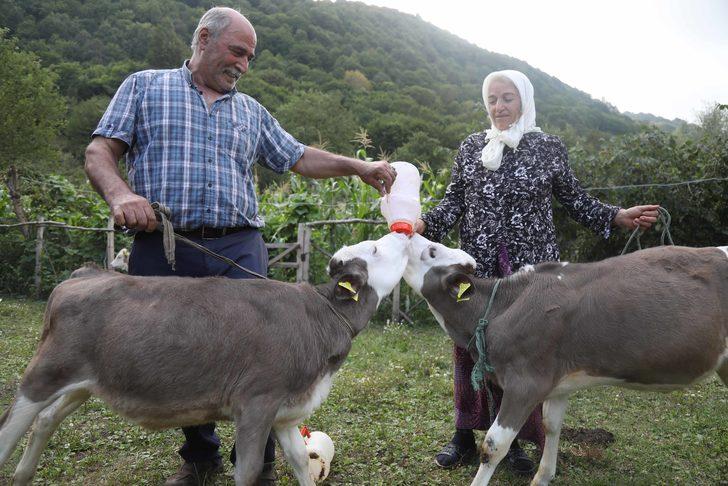 Üçüz buzağılar "Çıtlak", "Pamuk" ve "Boncuk"a küpeleri takıldı G4