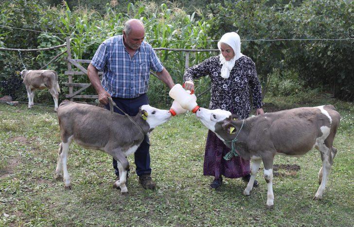 Üçüz buzağılar "Çıtlak", "Pamuk" ve "Boncuk"a küpeleri takıldı G5