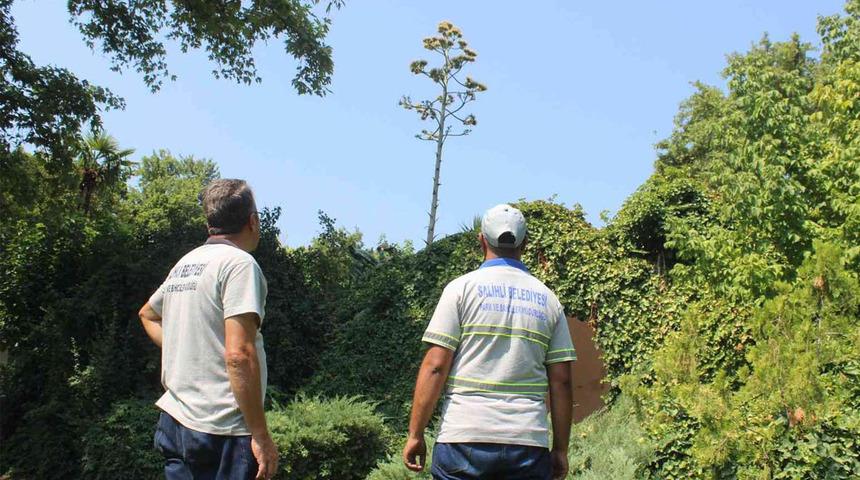 Görenler şaştı kaldı! Belediye işçisi fark etti... "Daha önce hiç karşılaşmadım"