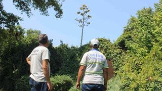 Görenler şaştı kaldı! Belediye işçisi fark etti... Daha önce hiç karşılaşmadım