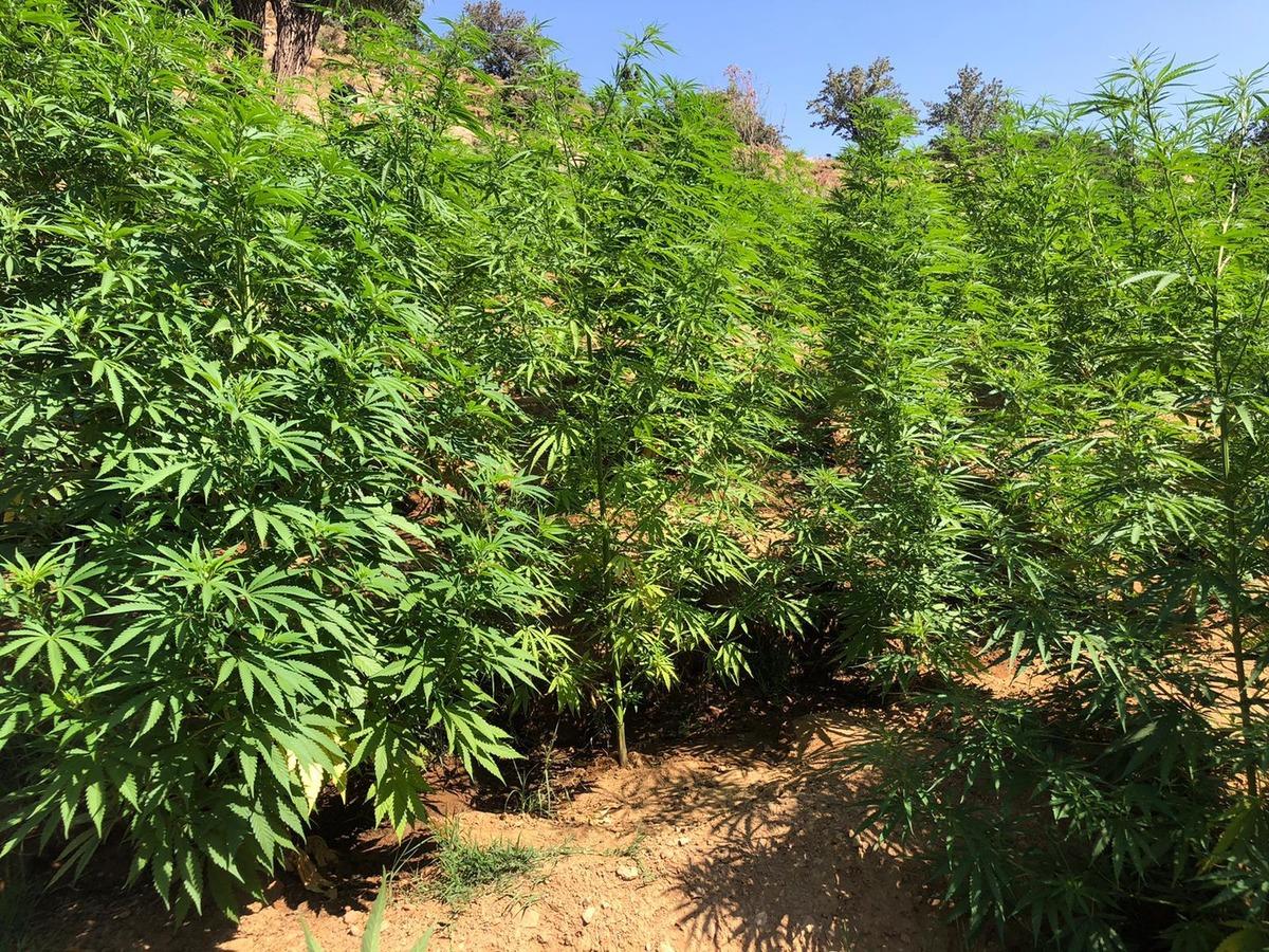 Bing&ouml;l'de 203 bin 808 k&ouml;k Hint keneviri ele ge&ccedil;irildi