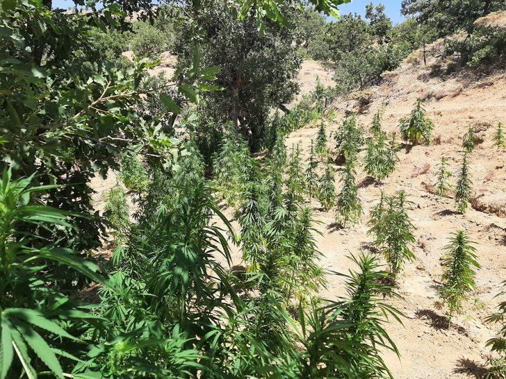 Bingöl'de 203 bin 808 kök Hint keneviri ele geçirildi G2