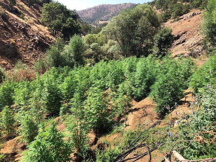 Bingöl'de 203 bin 808 kök Hint keneviri ele geçirildi G3