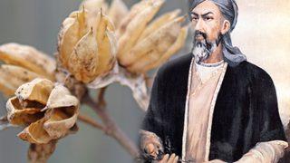 Böbrek taşı sorununu İbn-i Sina reçetesi ile kökten çözün! Biri olmazsa diğerini deneyin 