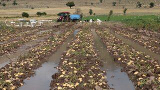 Afyonkarahisar'da sağanak bazı tarım arazilerine zarar verdi