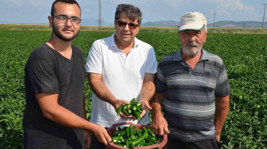 Mısır yerine biber ektiler!  13 kat fazla kazandılar