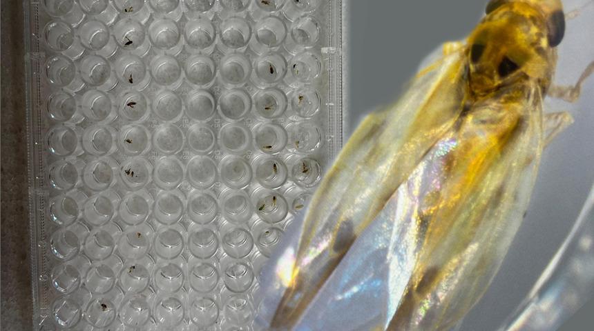 En çok bu bölgelerde rastlanıldı...Türkiye'ye geliyorlar, birçok hastalığı taşıyorlar! 