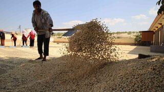 En önemli geçim kaynağı! Fiyatını bu ilçe belirliyor! 100 milyon lira...