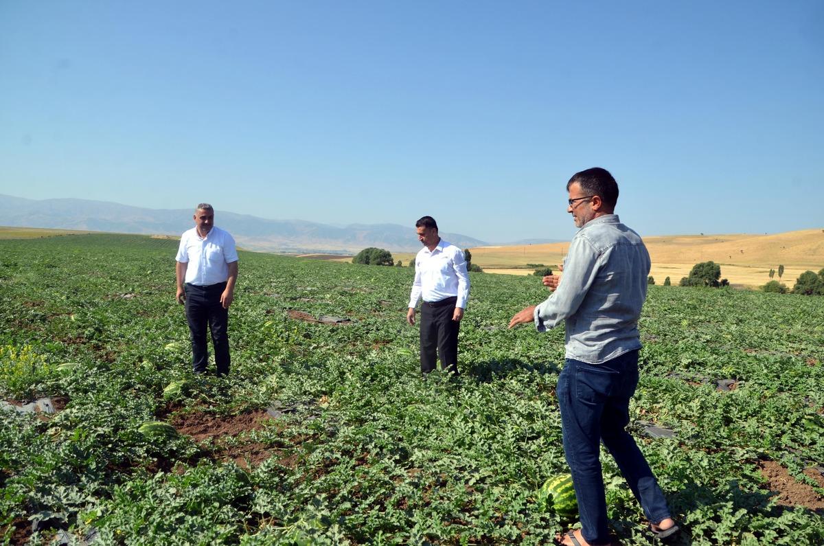 Muş'ta 102 bin ton karpuz hasat edilmesi bekleniyor