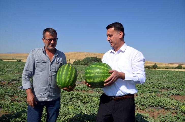 Muş'ta 102 bin ton karpuz hasat edilmesi bekleniyor G3
