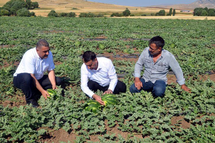 Muş'ta 102 bin ton karpuz hasat edilmesi bekleniyor G4