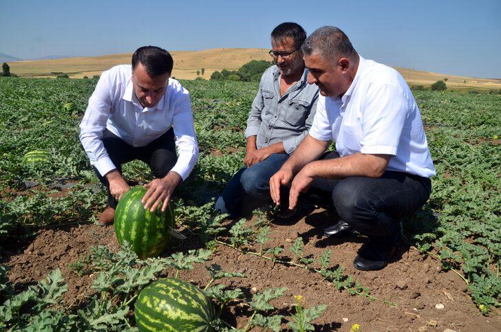 Muş'ta 102 bin ton karpuz hasat edilmesi bekleniyor G5