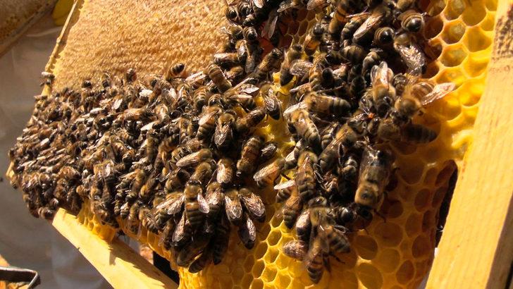 Binboğa Dağları'nda bal hasadına başlandı G1