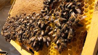 Binboğa Dağları'nda bal hasadına başlandı