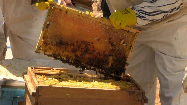 Binboğa Dağları'nda bal hasadına başlandı G5