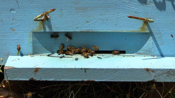 Binboğa Dağları'nda bal hasadına başlandı G4