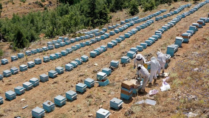 Binboğa Dağları'nda bal hasadına başlandı G2