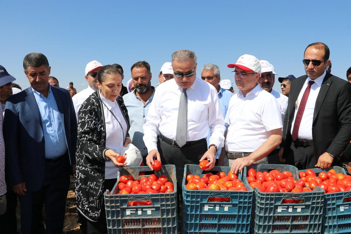 Diyarbakır Valisi Su, domates hasadı yaptı, tarlada &ccedil;alışan iş&ccedil;ilerle g&ouml;r&uuml;şt&uuml;:
