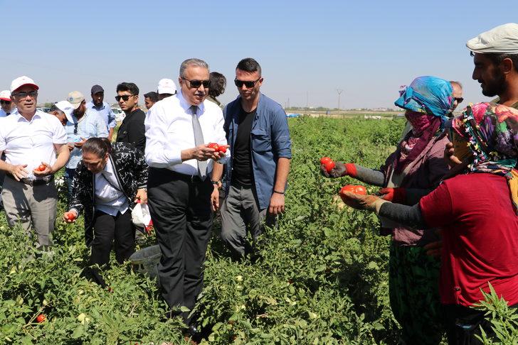Diyarbakır Valisi Su, domates hasadı yaptı, tarlada çalışan işçilerle görüştü: G2