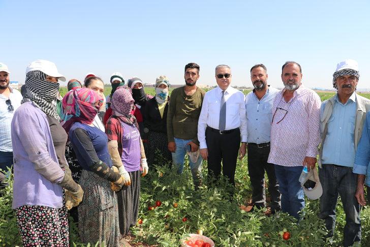Diyarbakır Valisi Su, domates hasadı yaptı, tarlada çalışan işçilerle görüştü: G4