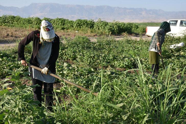 Şırnak'ta üreticilere sağlanan fide desteği meyve verdi G1