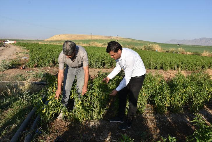 Şırnak'ta üreticilere sağlanan fide desteği meyve verdi G2